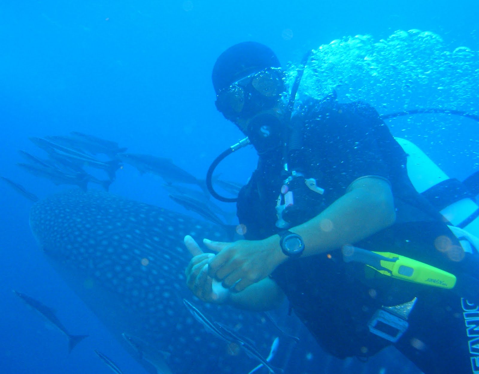 Apologise, but, Diver sex what Reply))) Willingly Diver sex agree, useful
